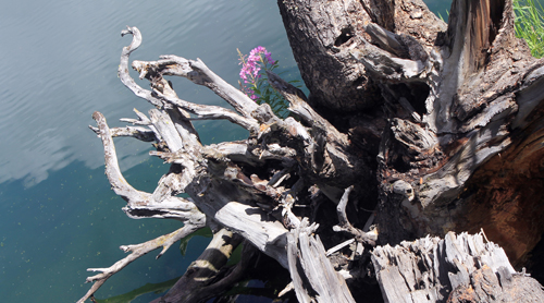 digital photography - Trout Lake, Yellowstone