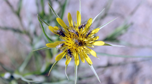 digital photography - Yellowstone