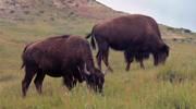 digital photography - North Dakota Badlands